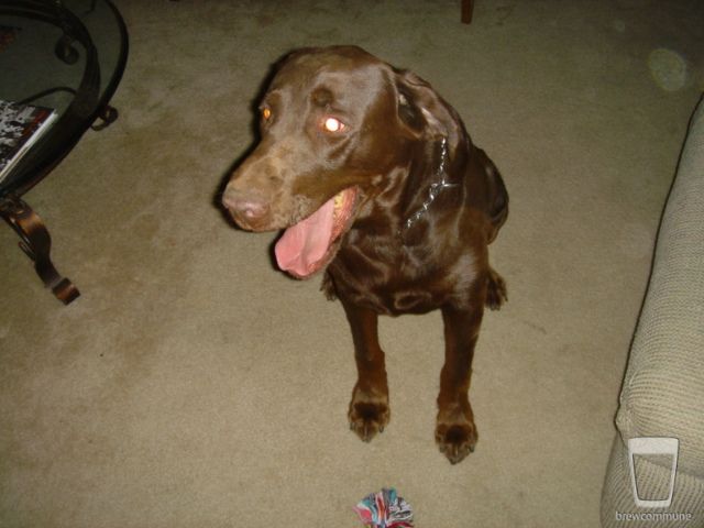 Lyn's dog. Chocolate Labrador
